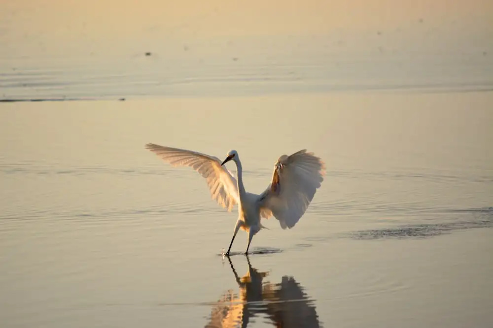 The Saint Augustine Beach House