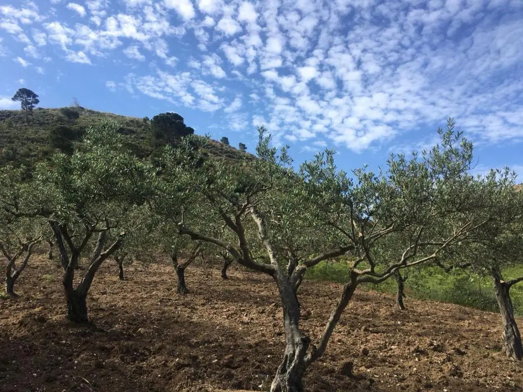 Agriturismo Casebianche