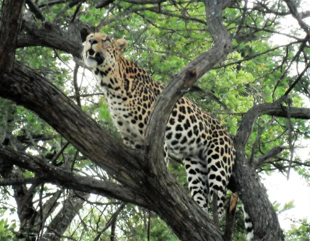 Lowveld Escape