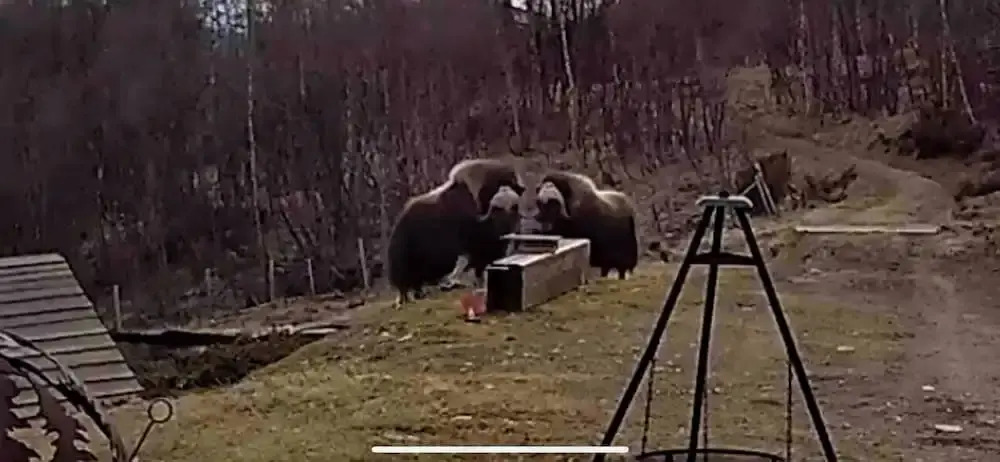 Live in the Realm of the Musk Oxen on Dovrefjell