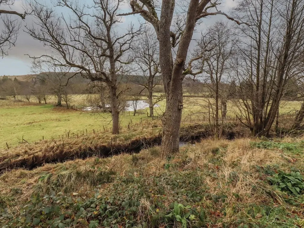 Woodland