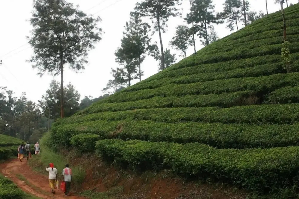 Wild Elephant Eco-Friendly Resort
