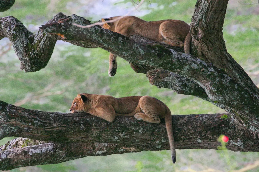 Lake Nakuru Lodge
