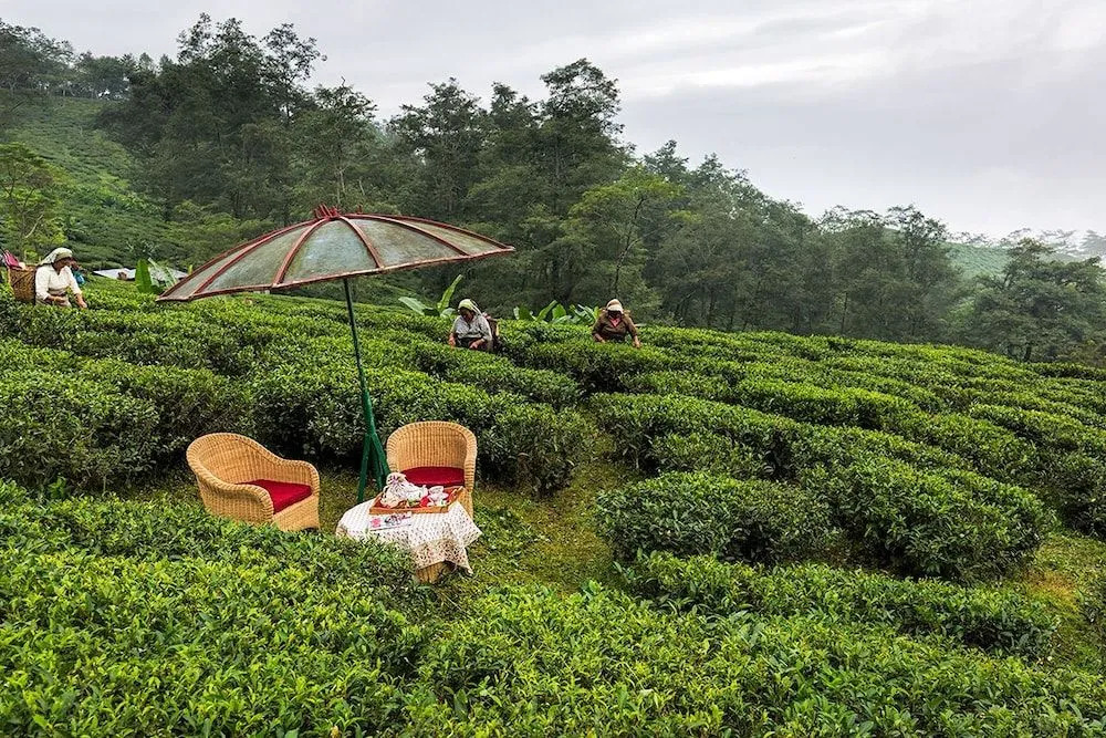 Ging Tea House