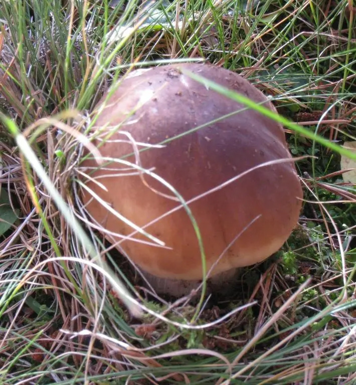 Ca lEscolà