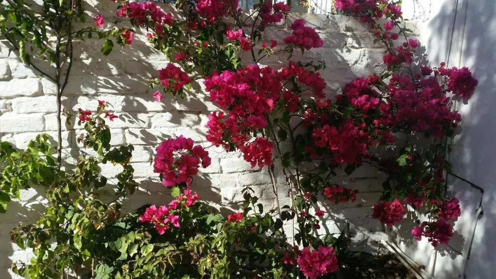 Pepper Tree Accommodation