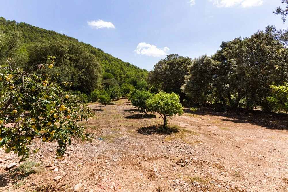 Sa Tafona de Son Quint en Esporles