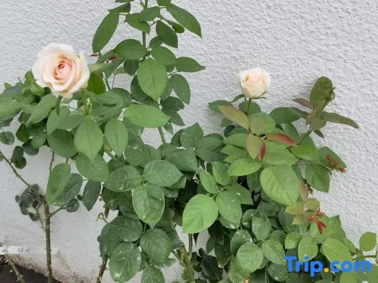Xiangjingli Homestay