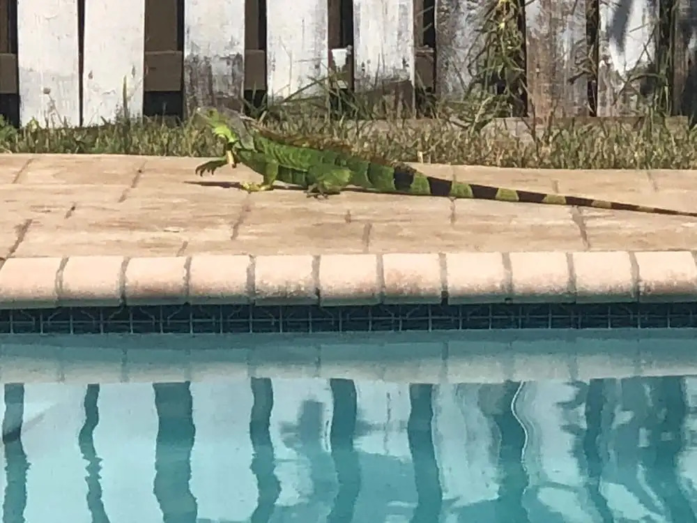 2 Master Suites Pool Home