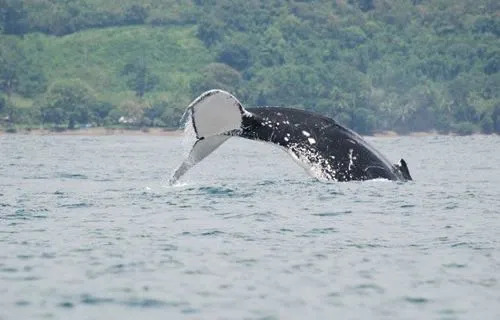 Hotel Paso de Ballenas