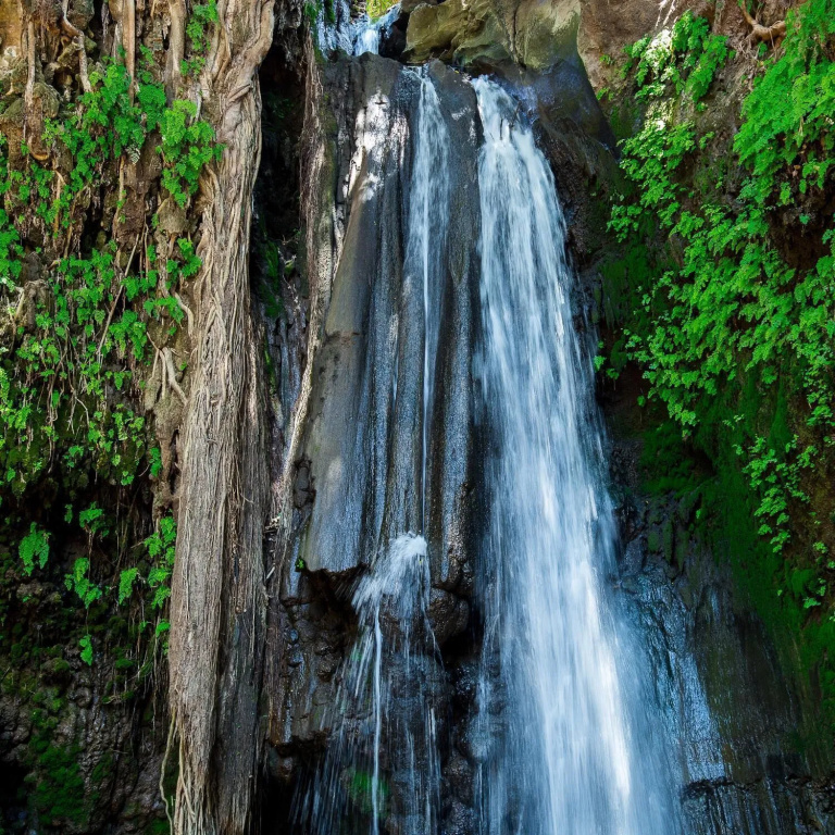 African wagtail hostel