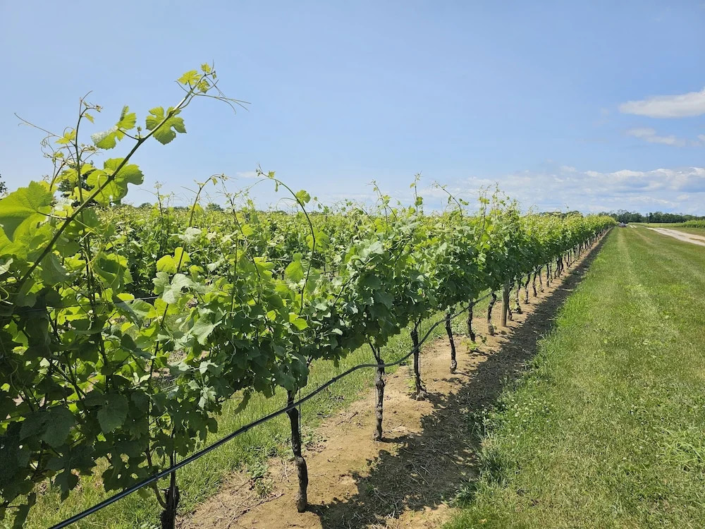 Vine & Sand--Southold NYs Newest B&B
