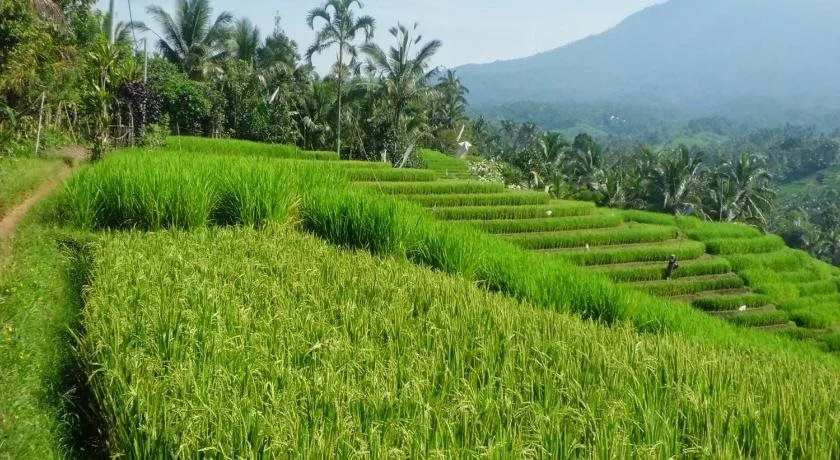 ZEN Rooms Basic Tukad Mungga Lovina