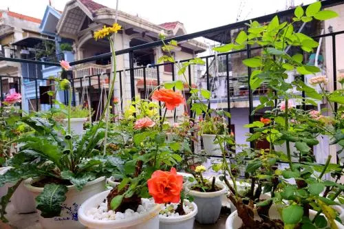 Shendo House12 Thanh Mien