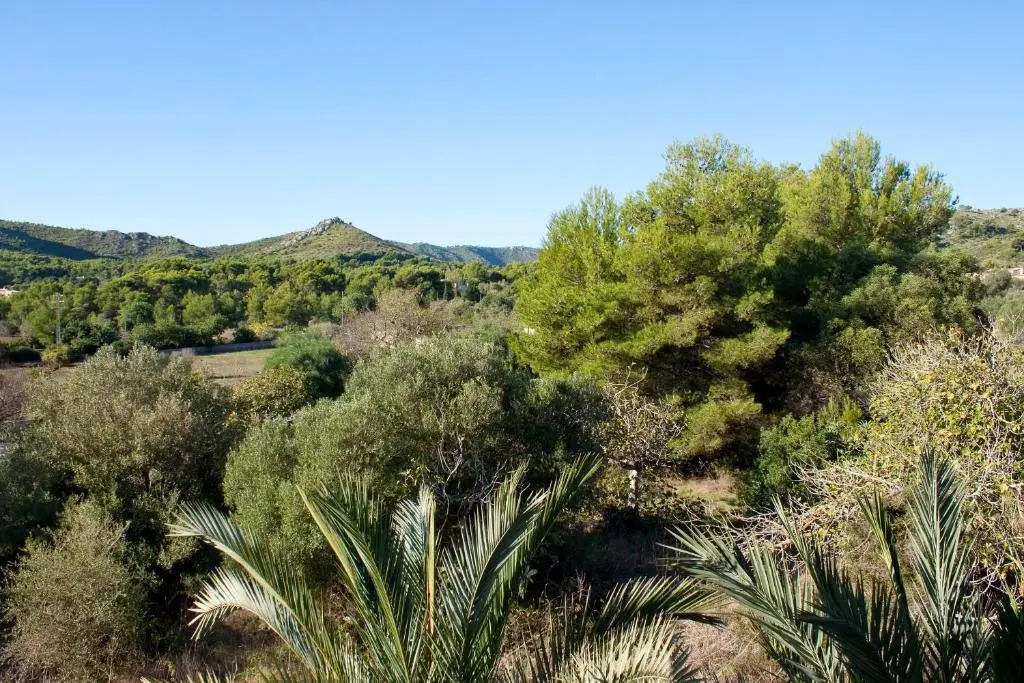 Fonda las Palmeras