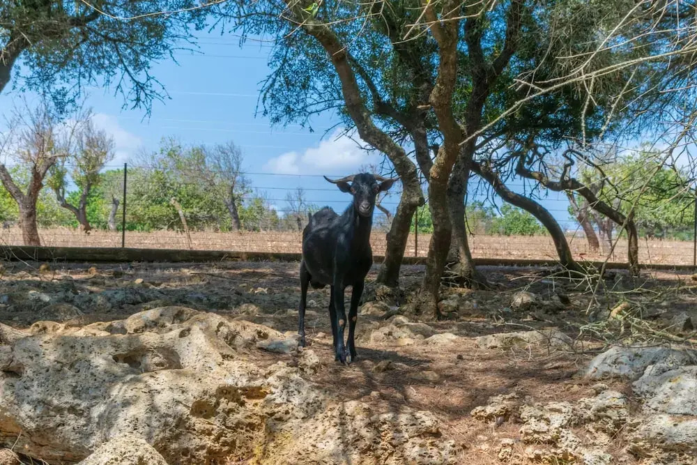 Finca SON Baulo