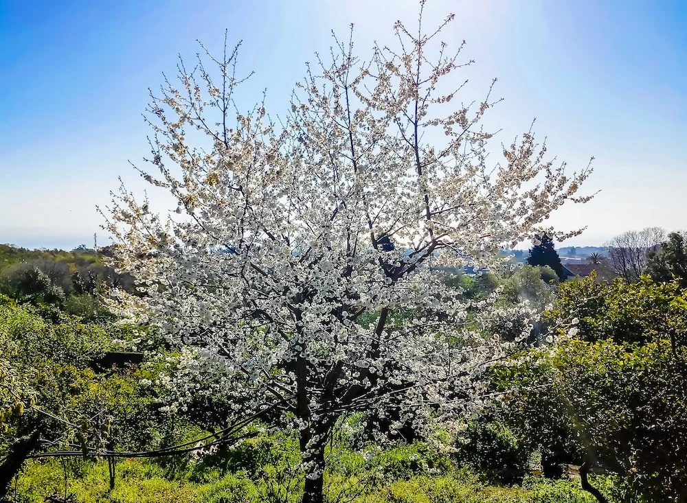Villa Feluchia Tra Il Mare E Il Vulcano