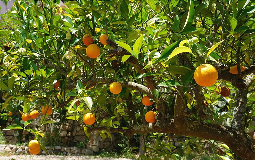 Masseria Le Macine