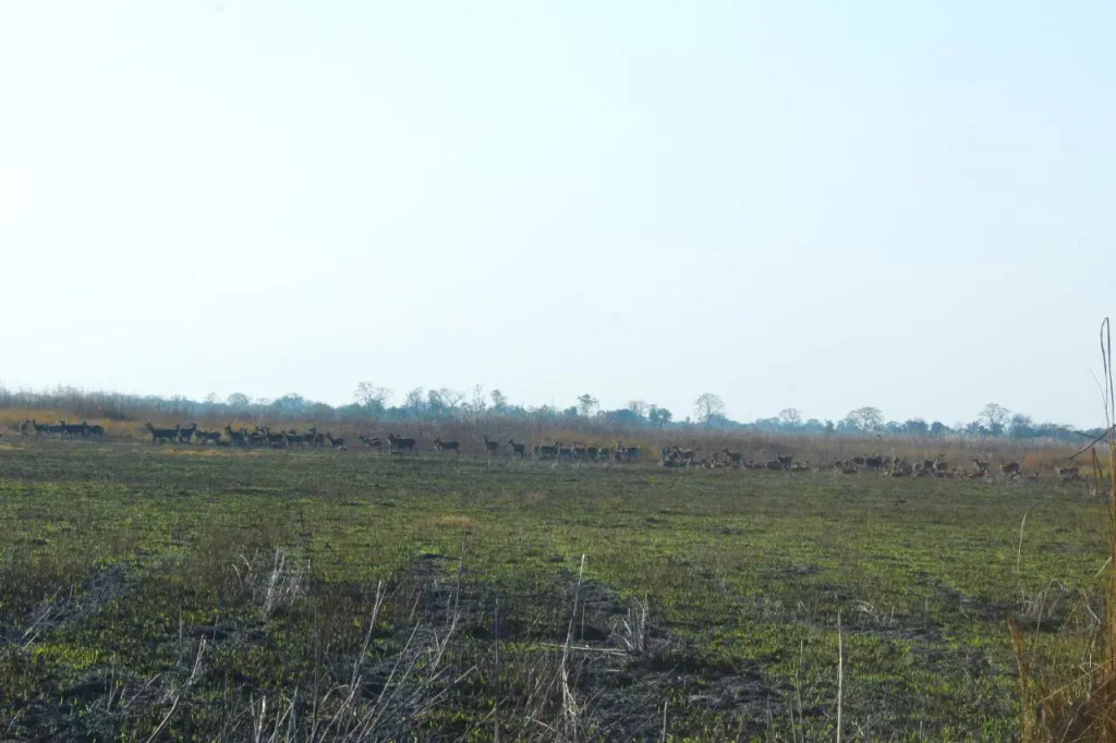 Shuklaphanta Jungle Cottage