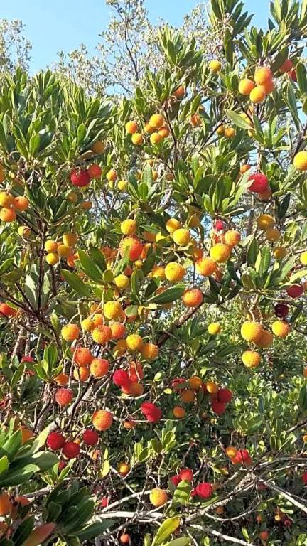 Corsica Monti