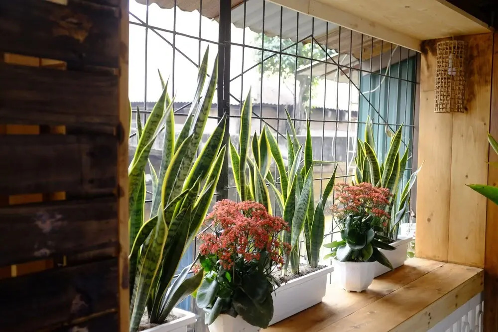 A Green Home
