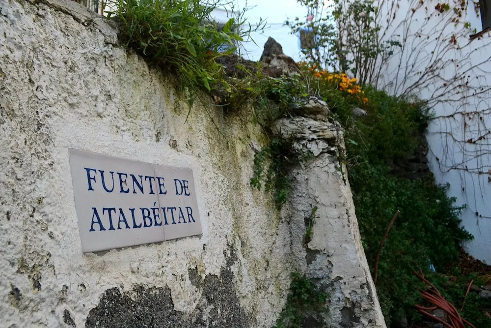 Castaño Real