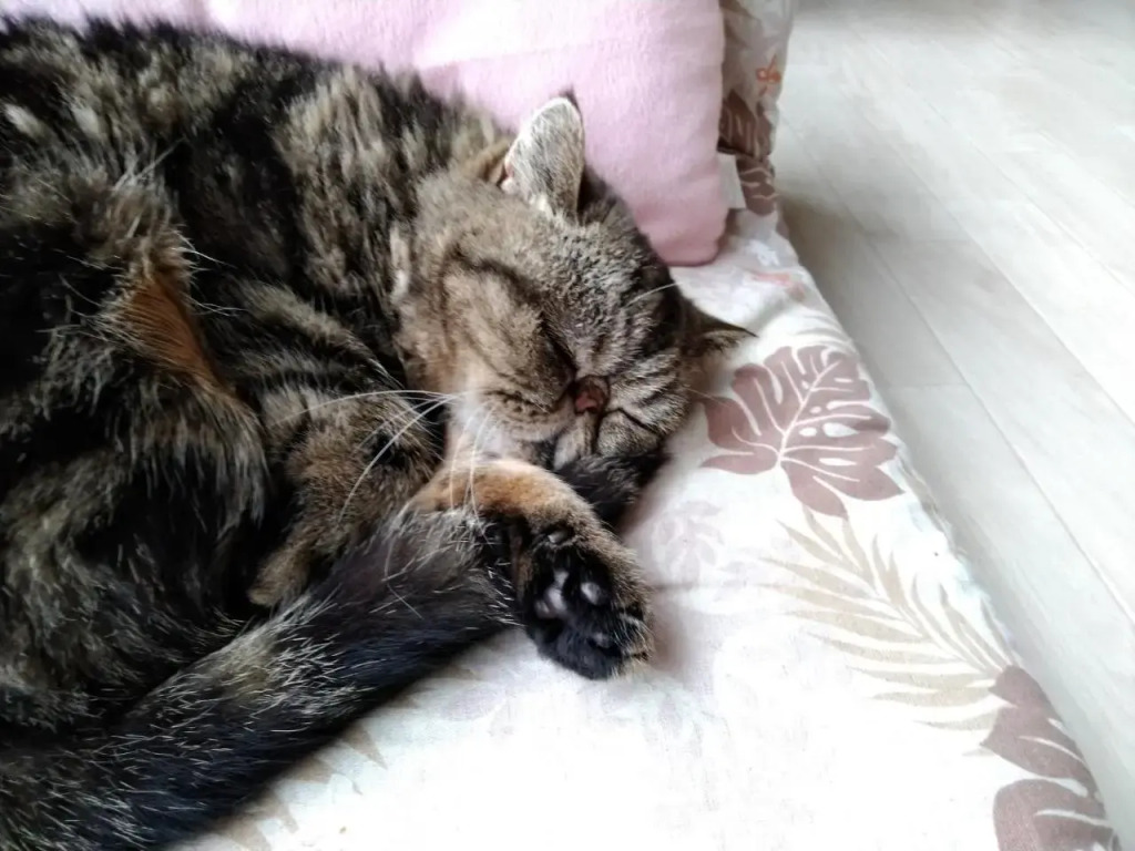 Cat Cafe & Stay Cultuss Home