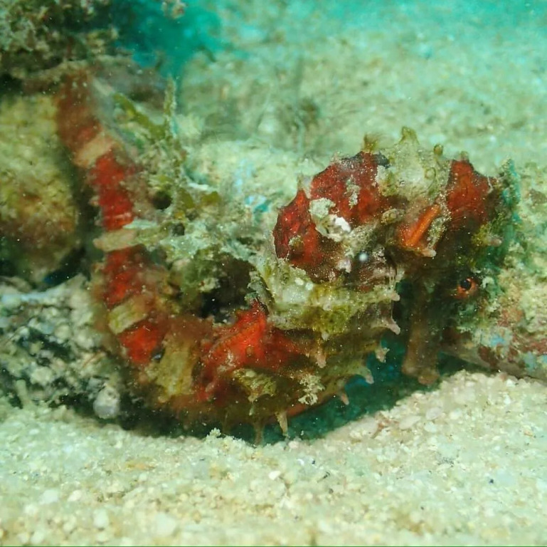 Seahorse Lipe Hostel