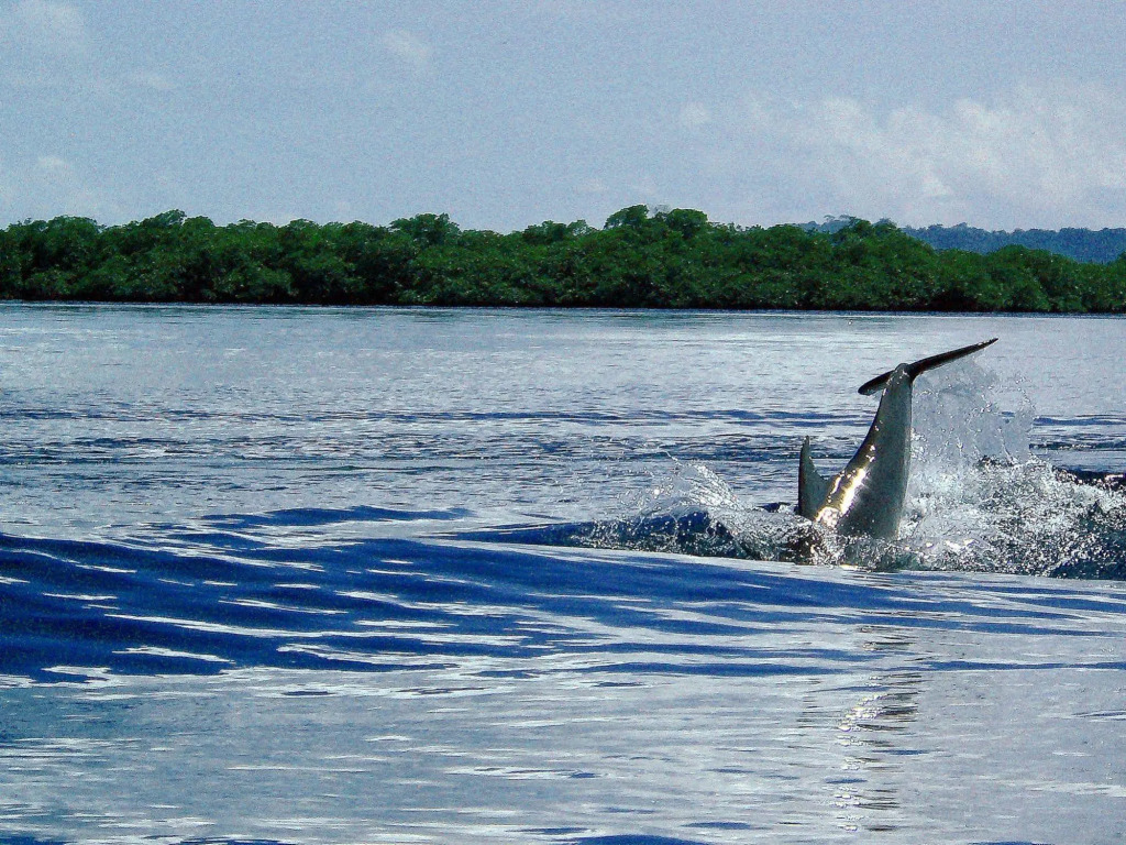 Punta Caracol Acqua Lodge