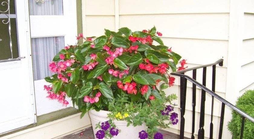 Lindentree B&B