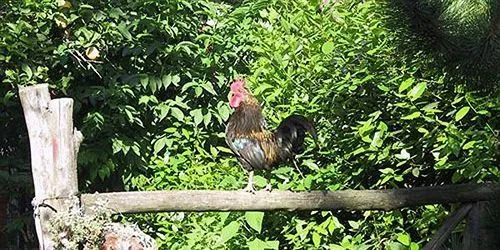 La Gallina Felice B&B