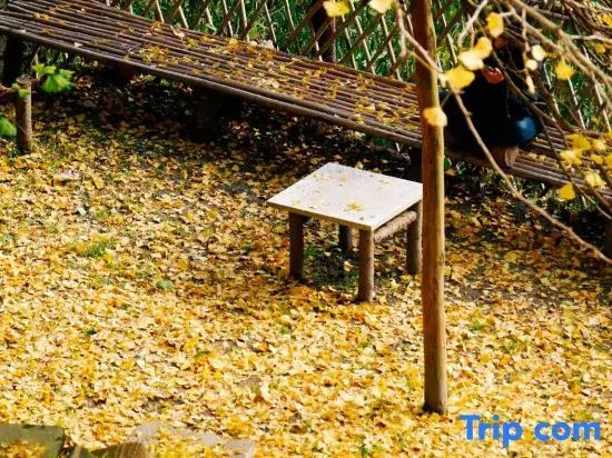 Tranquil Maple Residence Embracing Nature View Resort