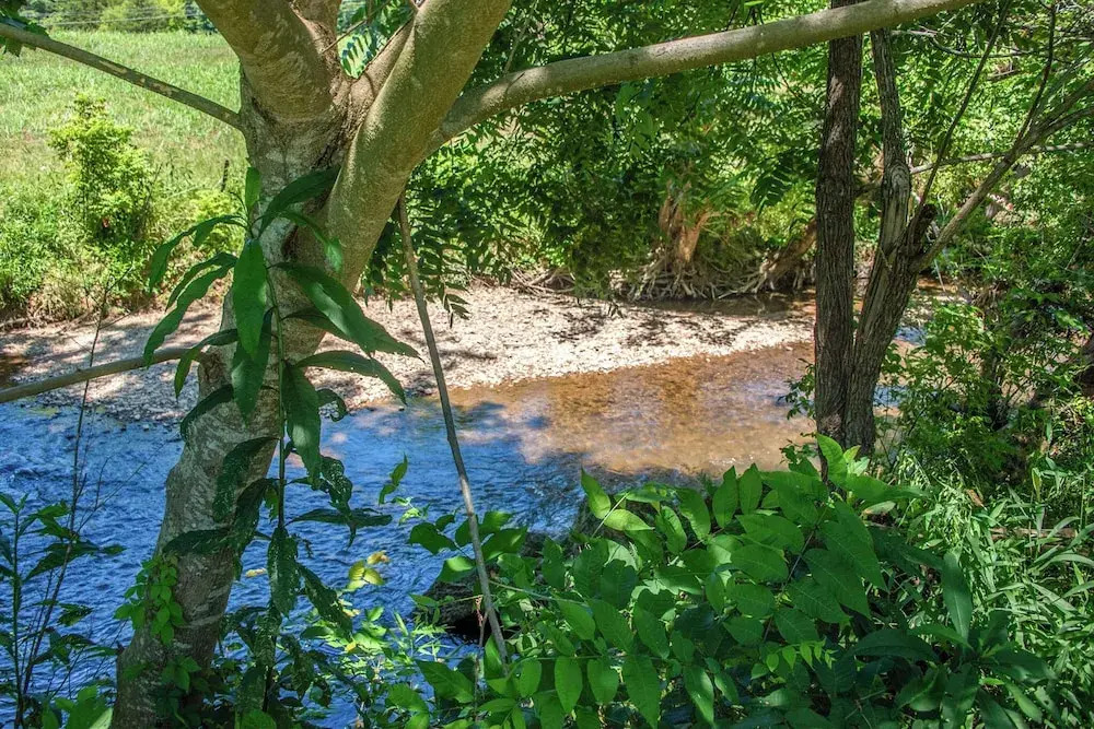 Creekside Splendor