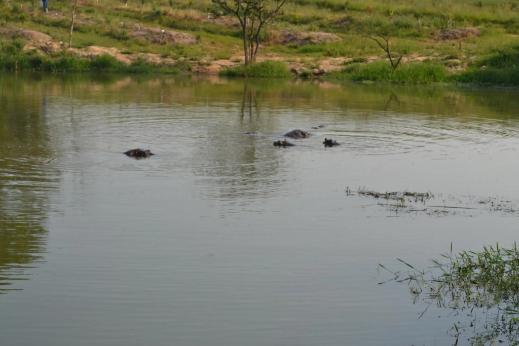 Kruger Park Lodge - Golf Safari SA