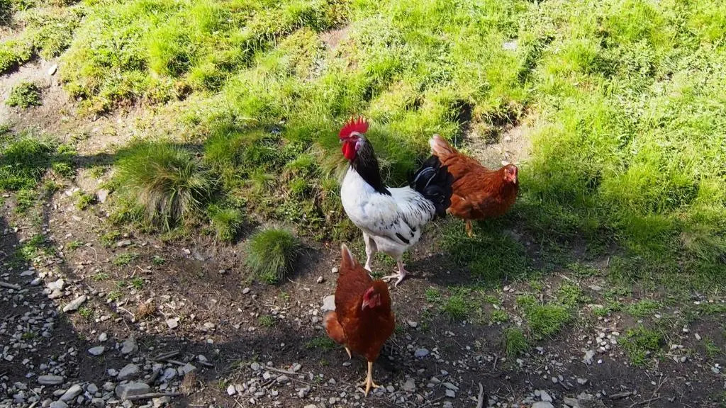 Mösslachers Ferienwohnungen