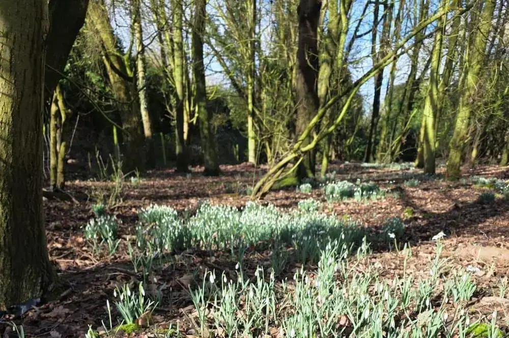 Tall Pines Lodge - Dog Friendly, Nr Sutton on Sea