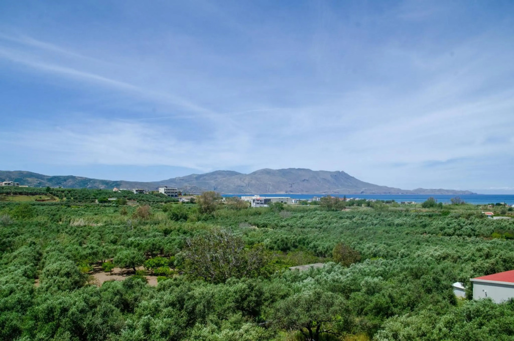 Olive View