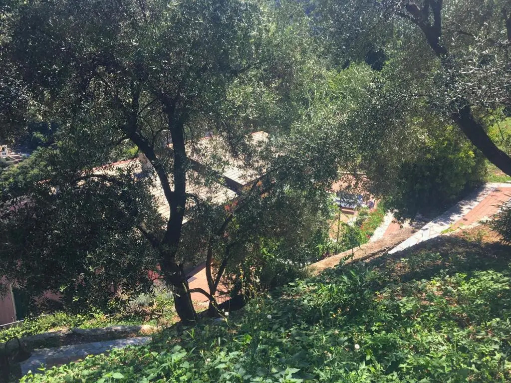 Villa Olivari - apt il Cedro