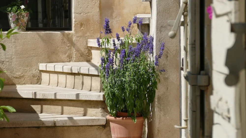 La Maison DIsidore