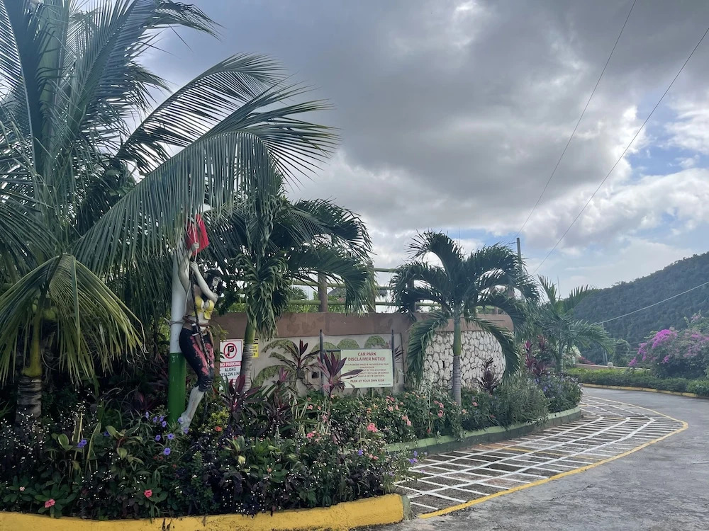 Pirate Palms