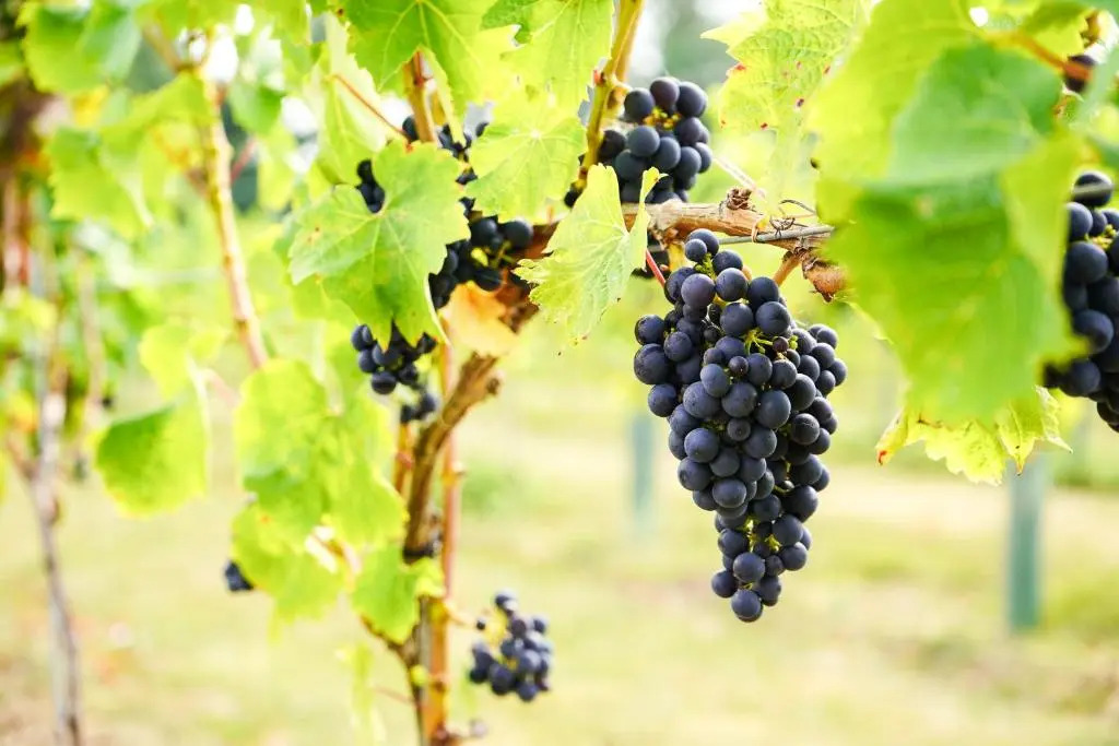 Mersea Island Vineyard