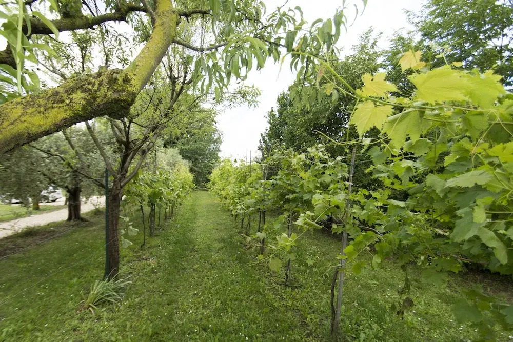 Tenuta EnGi