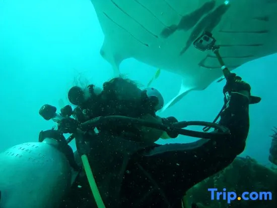 Cozzy Raja Ampat Blue Sea