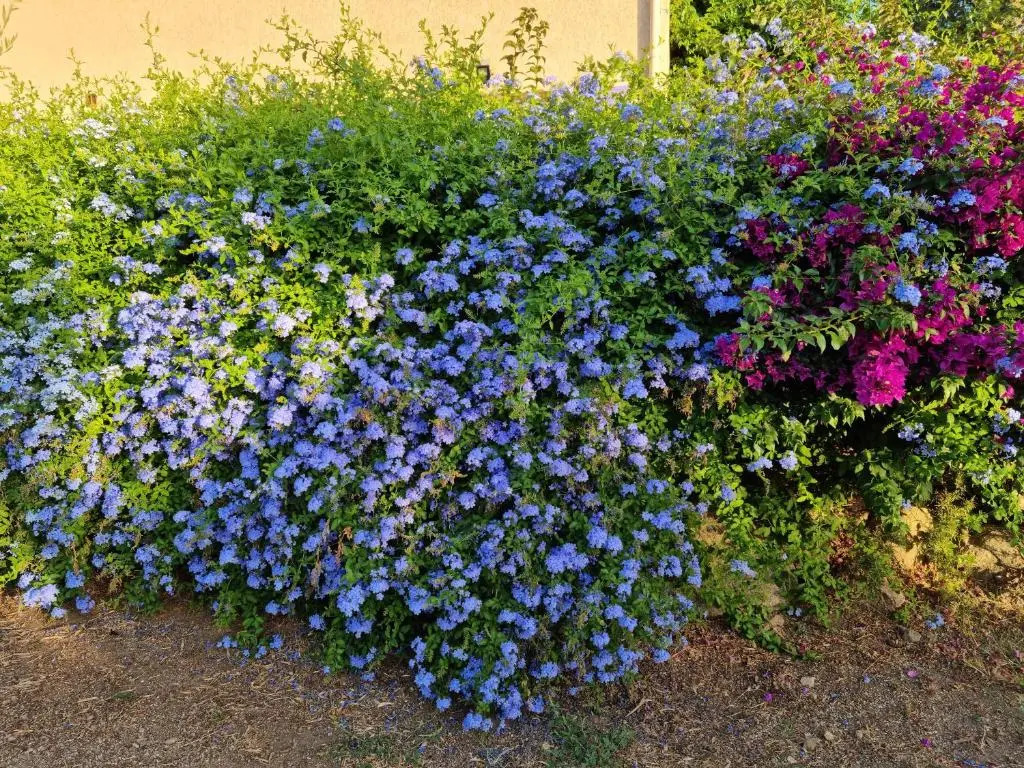 L'ortu di Quaprice