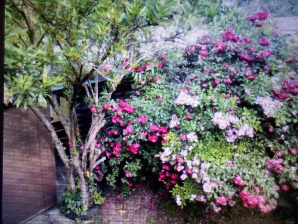 Apartment Floresita