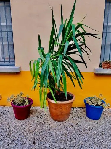 Rubra Apartments
