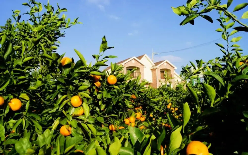Seoguipo Lucky Clover Pension