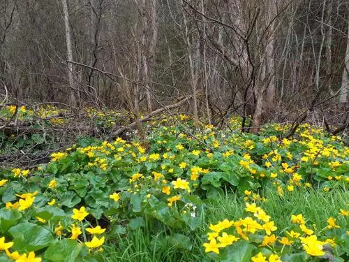 Wiklinowa Zatoka Domki holenderskie