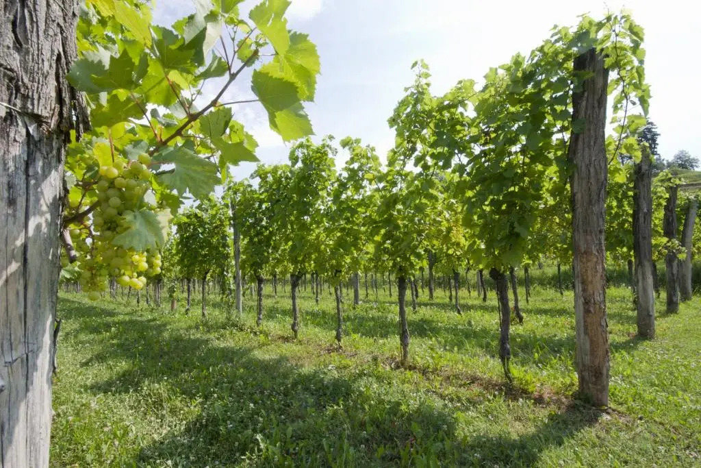 Alloggio Agrituristico CORTE SAN BIAGIO