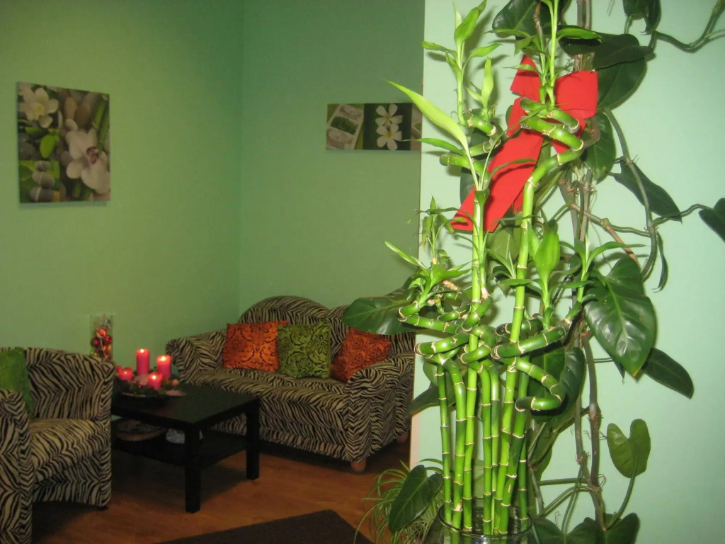 Tiger Hostel
